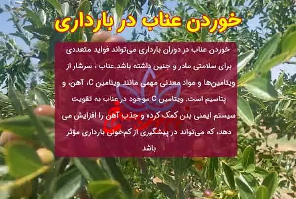 خوردن عناب در بارداری