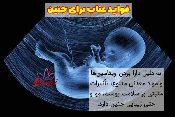 عناب و زیبایی جنین