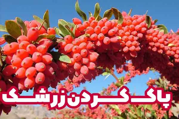 پاک کردن زرشک