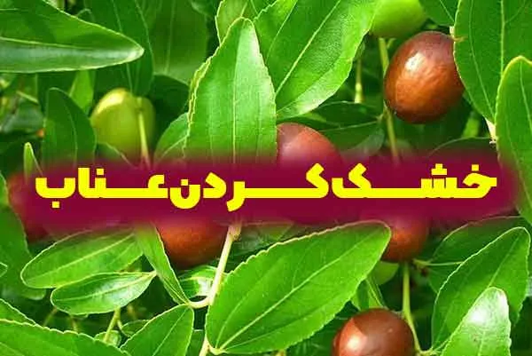 روش خشک کردن عناب