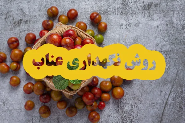 روش نگهداری عناب