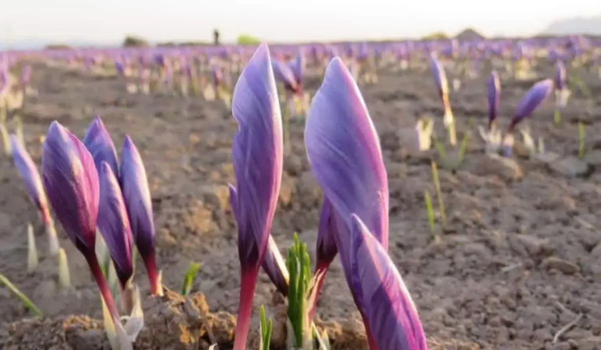 خواص زعفران برای مغز و اعصاب